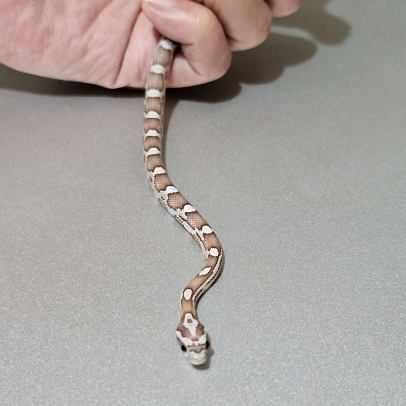 Cornsnake Ghost Redfactor +