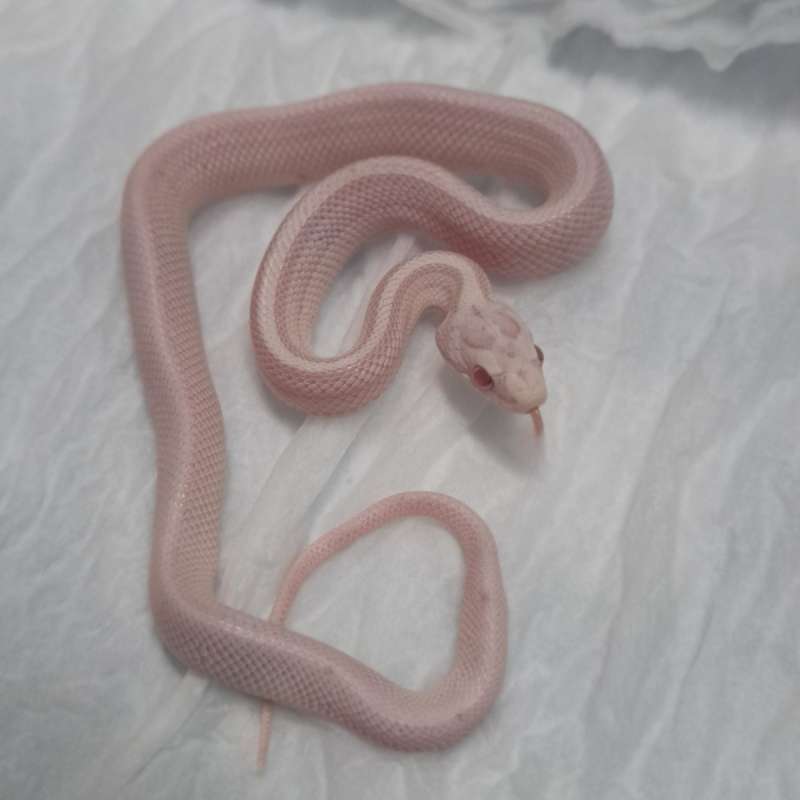 Snow stripe cornsnake
