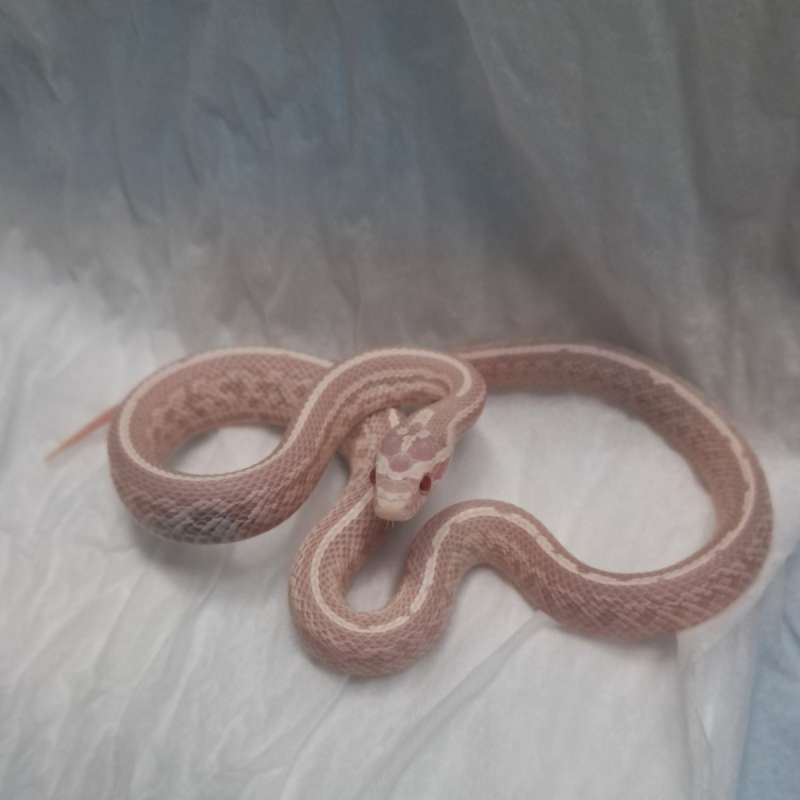 Snow tessera het stripe