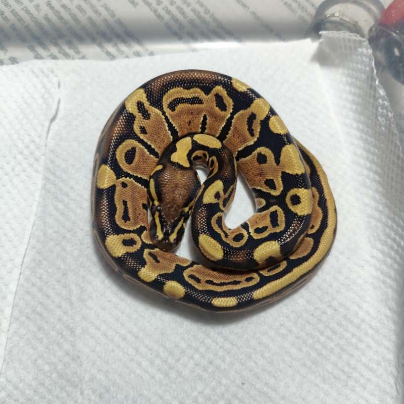 Cinnamon enchi het hypo