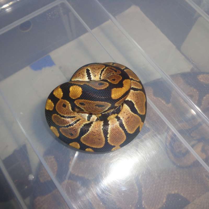 Normal ph lavender tristripe