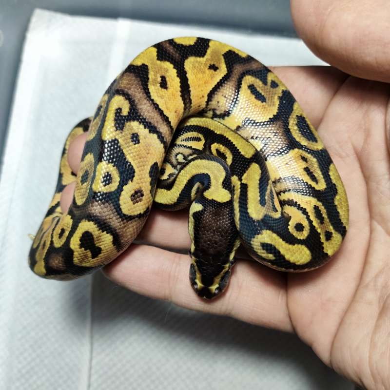 Yellowbelly pastel het pied