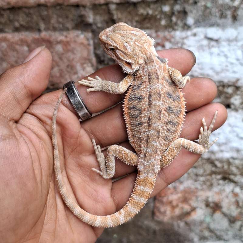 Red Hypo Het Trans