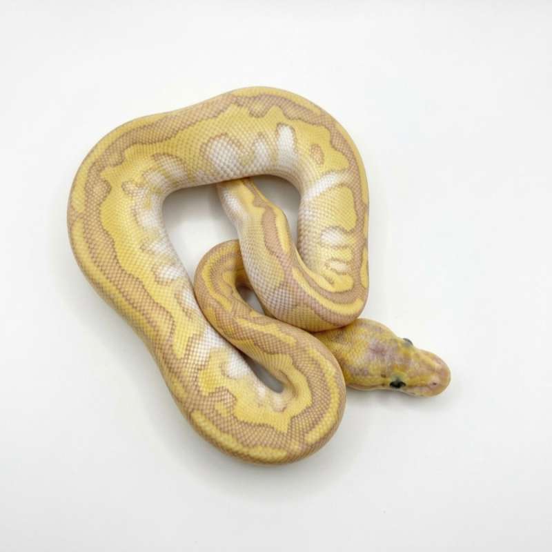 Butter Clown Paradox