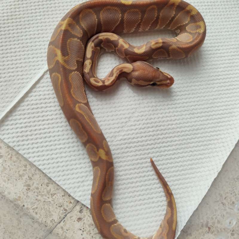 Banana ghi enchi het hypo +