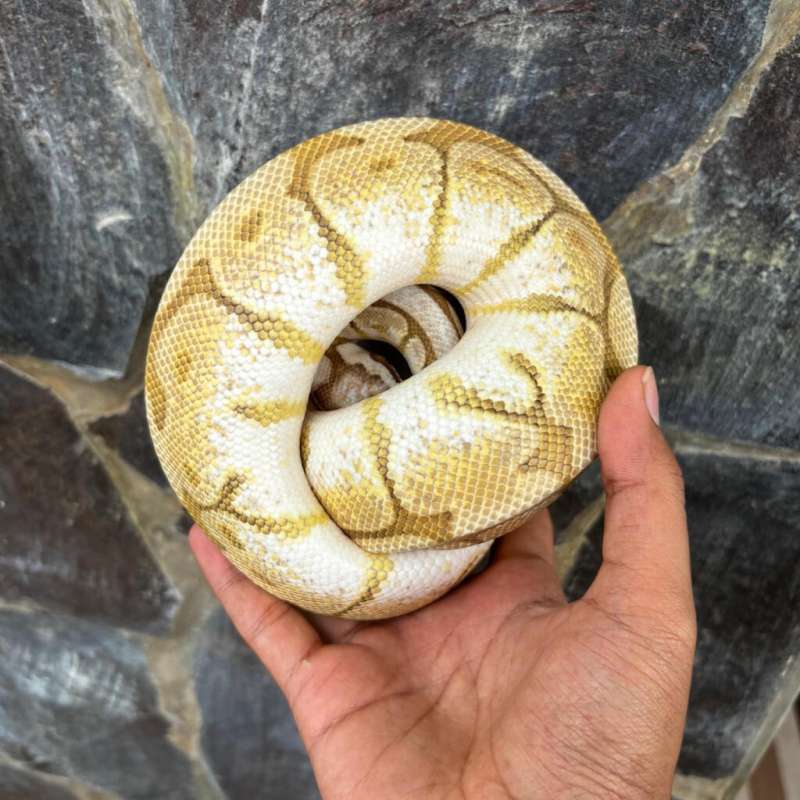 Queenbee pH clown 50% (Lesser Fire Pastel Spider)