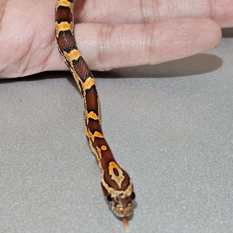 Cornsnake Okeetee dh Fire