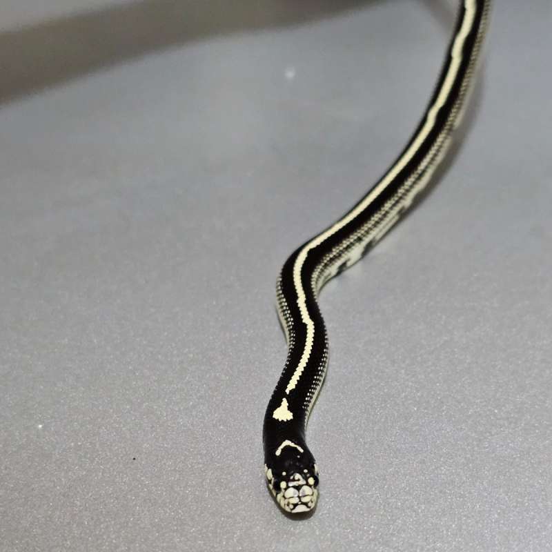 Kingsnake California Stripe het Albino