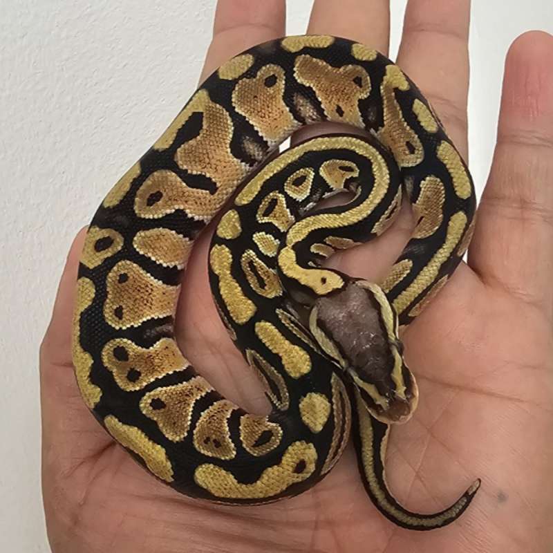 PASTEL DOUBLE HET PIED HYPO