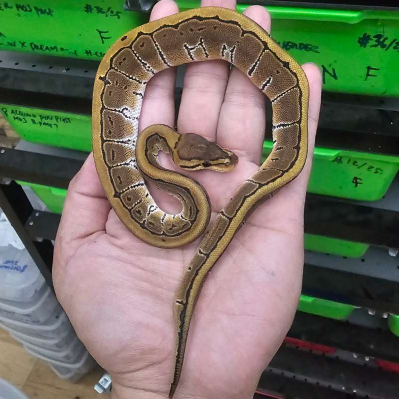 PINSTRIPE DOUBLE HET PIED HYPO