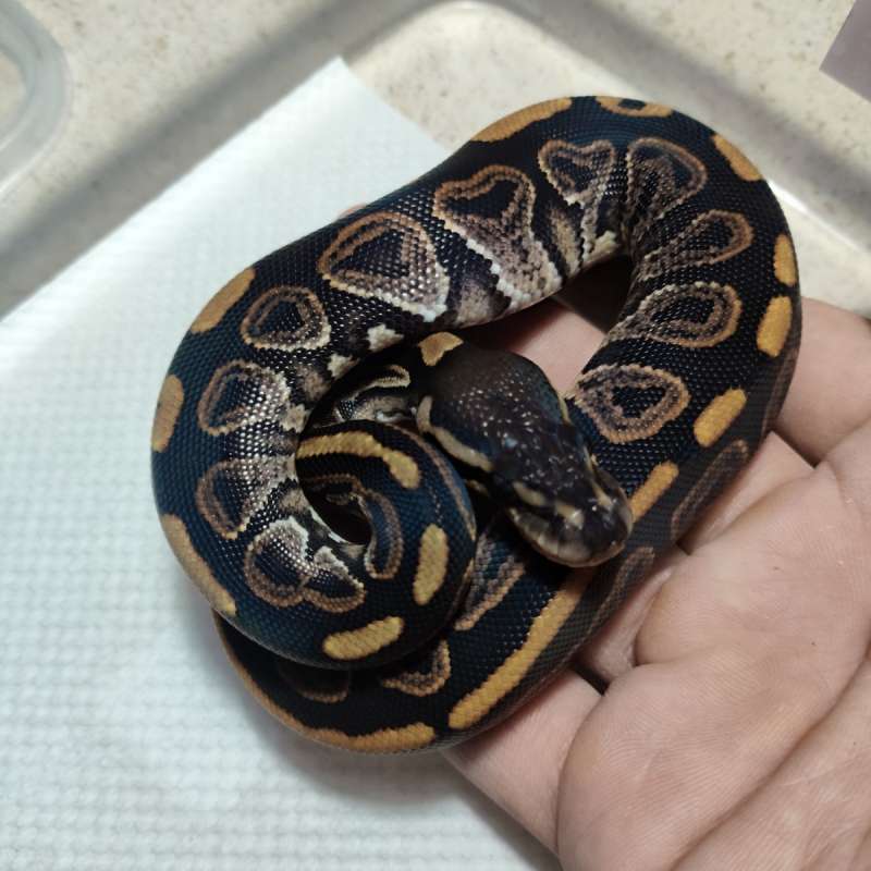 Black pastel het pied +