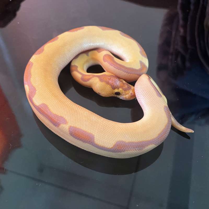 M.Banana Enchi Clown (F.Maker)