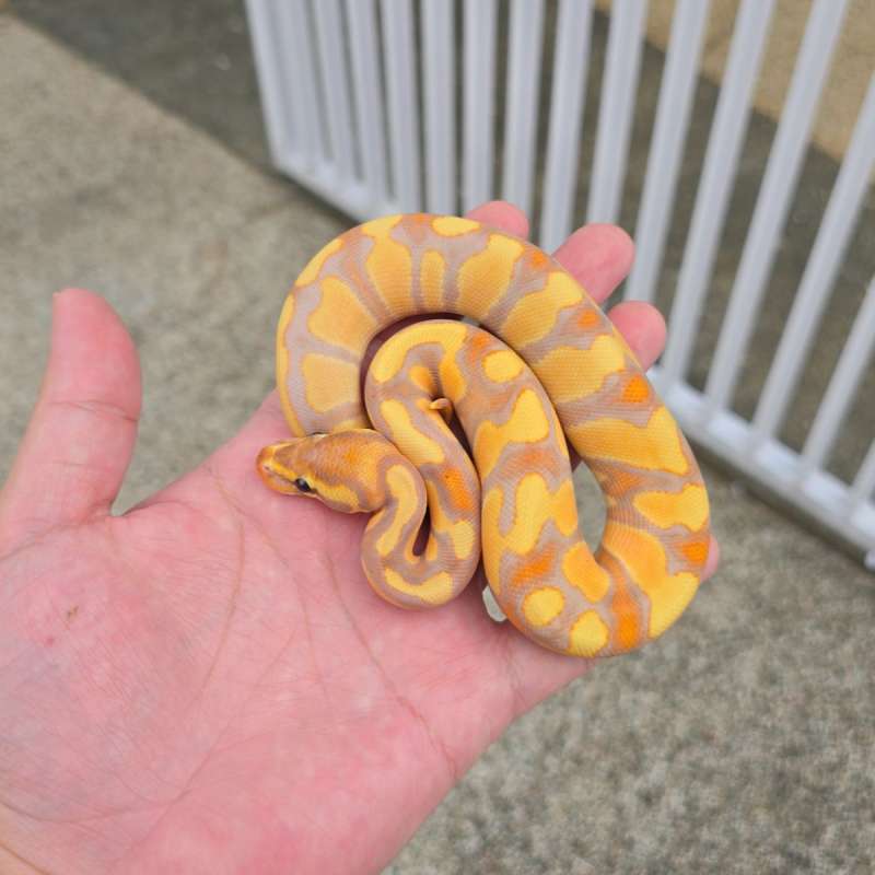 Banana Enchi