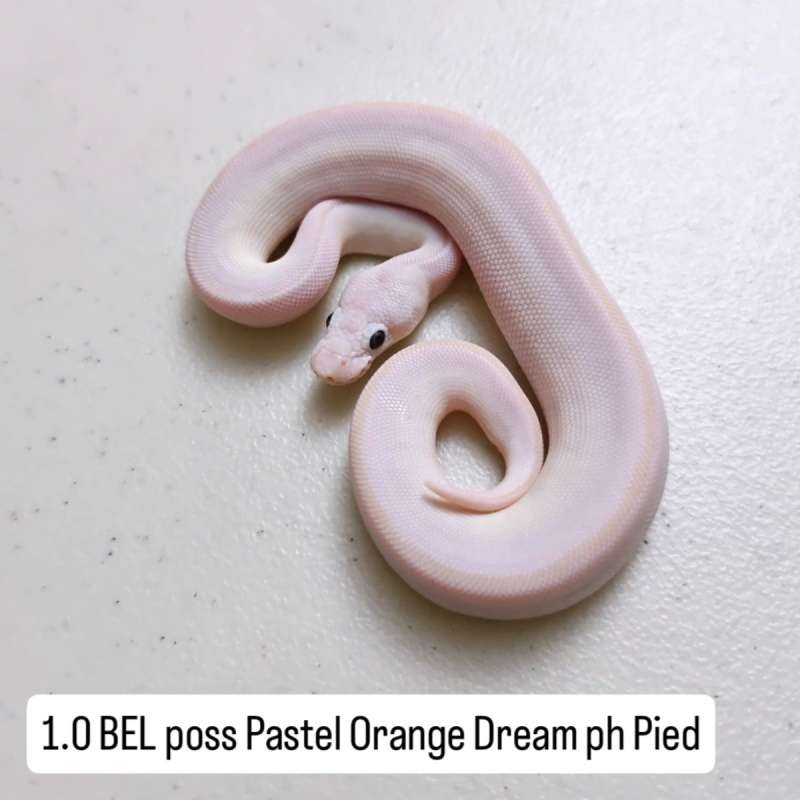 BEL poss Pastel Orange Dream ph Pied Male