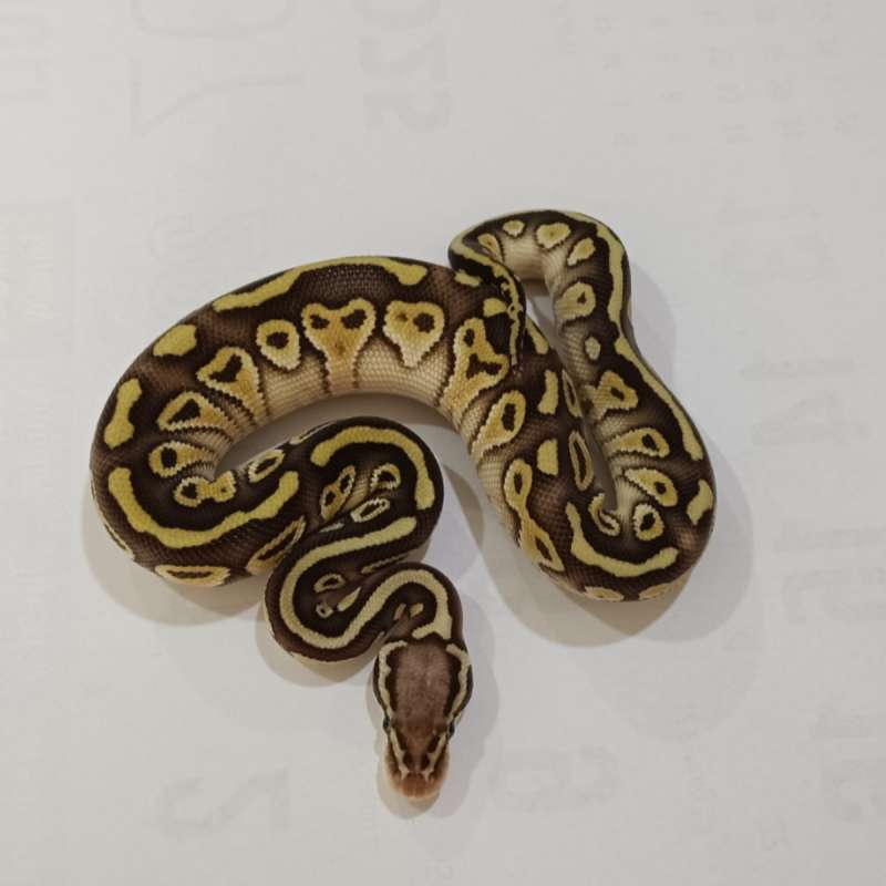 M. Pastel Lesser Red Stripe het Clown ♂️