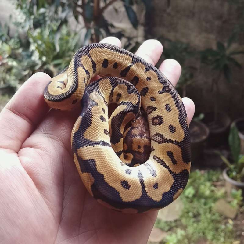 Clown Het Dessert Ghost