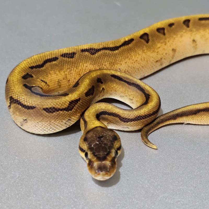Enchi Calico Pinstripe Yb/Specter +