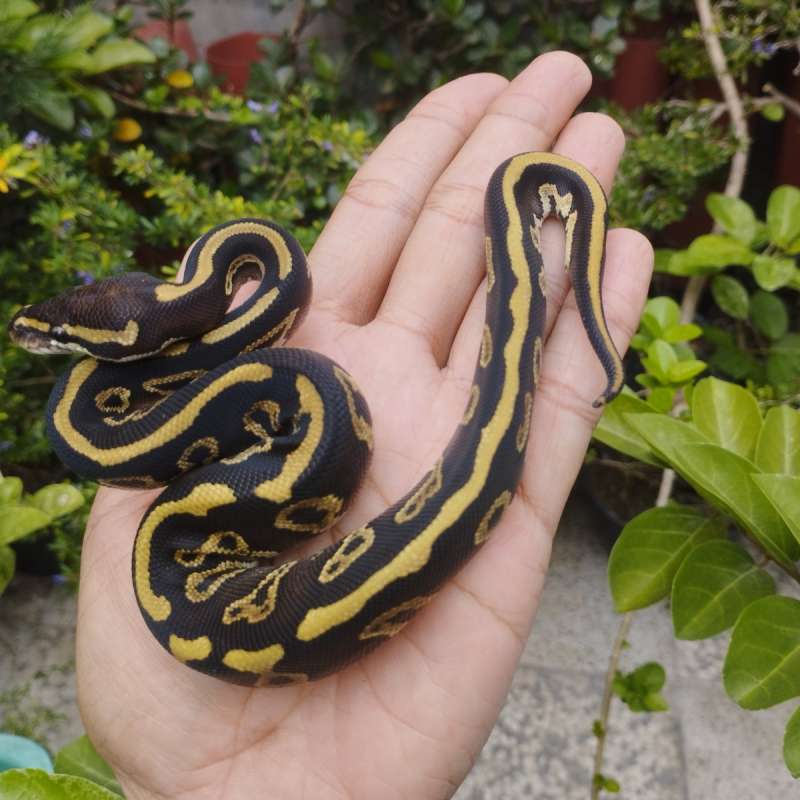 Leopard Mojave Sable