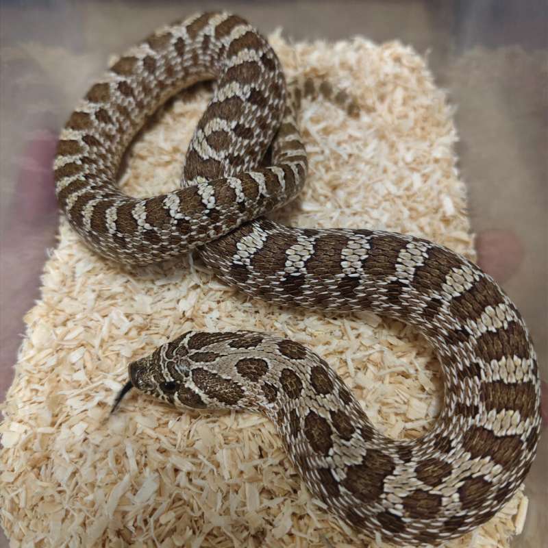 Hognose