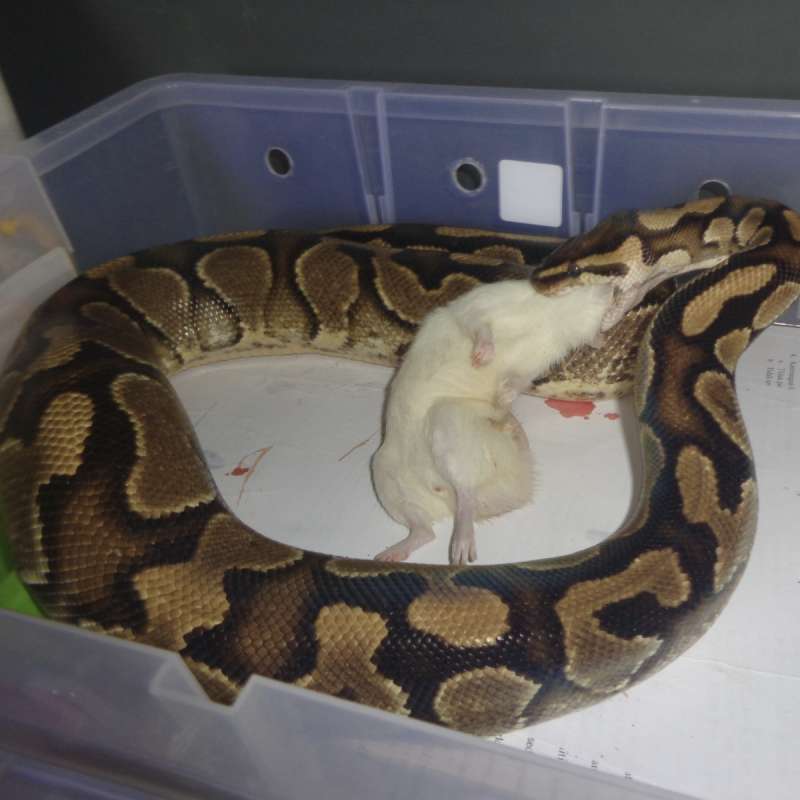 Yellow belly het hypo