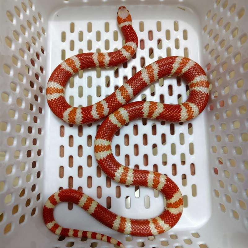 Milksnake Albino tangerine honduran