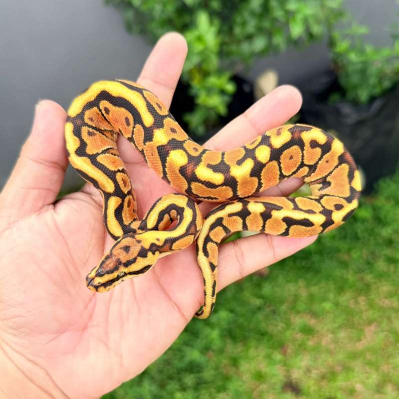 M Spotnose Enchi Het Clown Posshet Monsoon