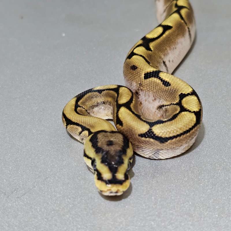Spider Calico het Axa(Vpi)