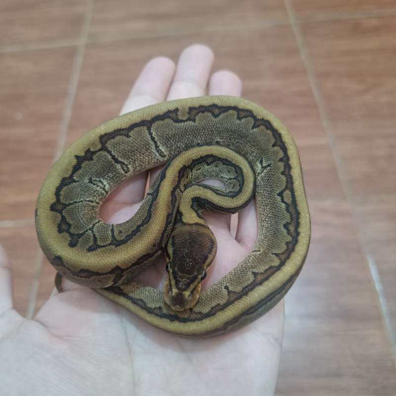 Pinstripe mahogany het pied pH albino