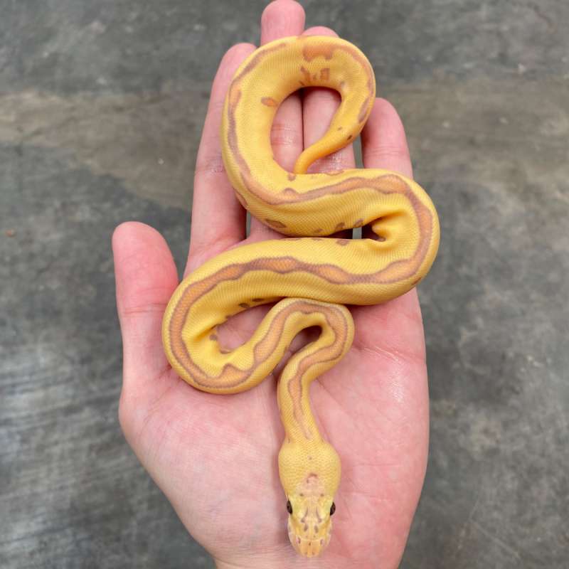 banana leopard enchi pastel yb clown