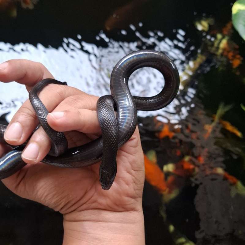 Mexican Black Kingsnake