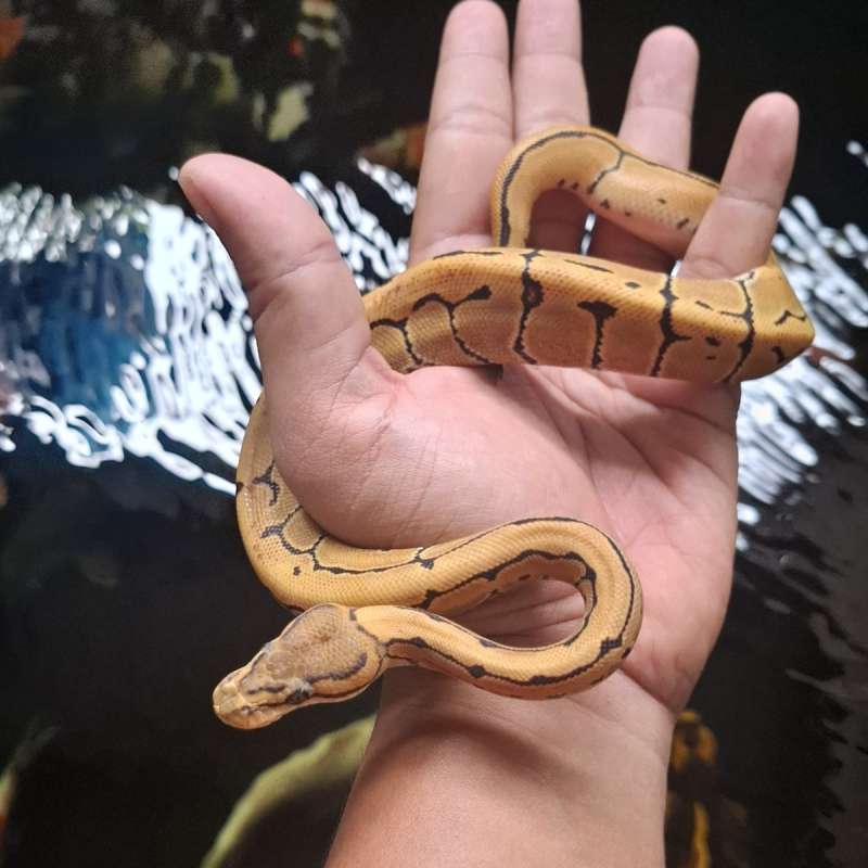 Desert Ghost Pins Pos OD 66 % Het Clown /Cryptic