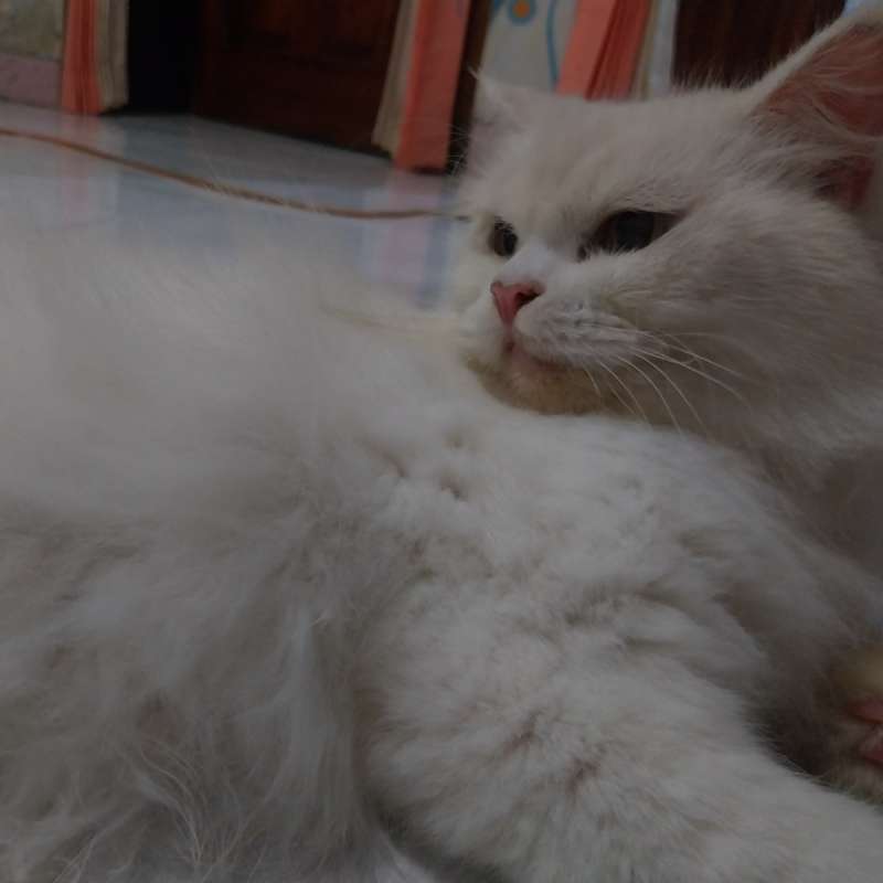 Kucing persia anggora mix