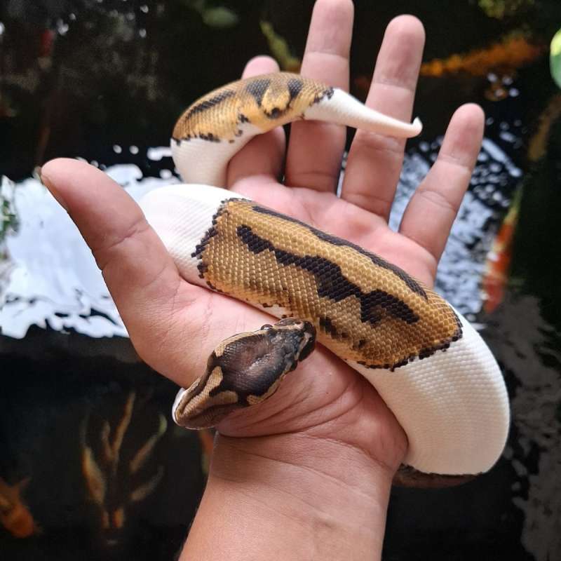Pied Ball Python