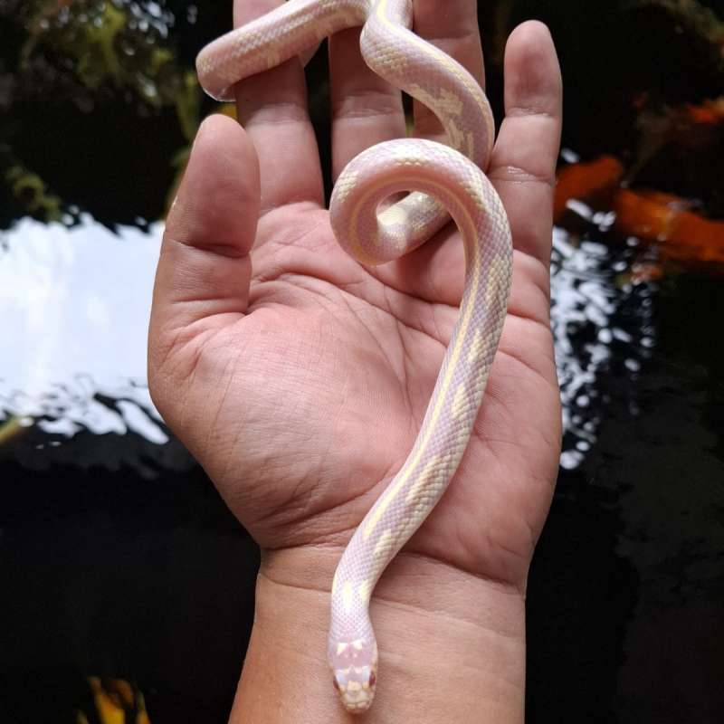California albino stripe abberant