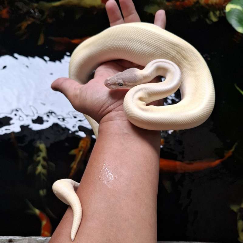 Super Mojave