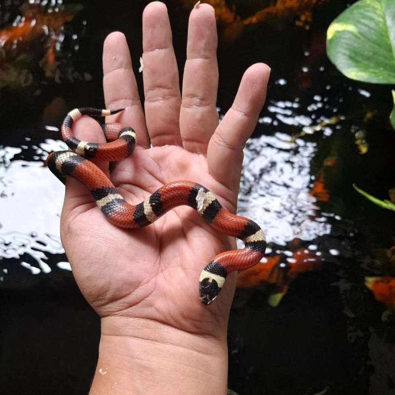 Milk snake Nelsoni