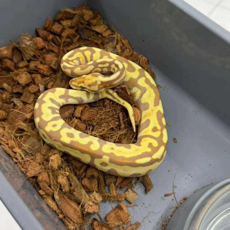 1.0 banana spotnose het clown female maker