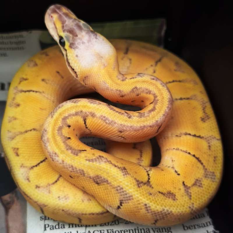 Ball Python Super Pastel Pinstripes (Killer Blast)