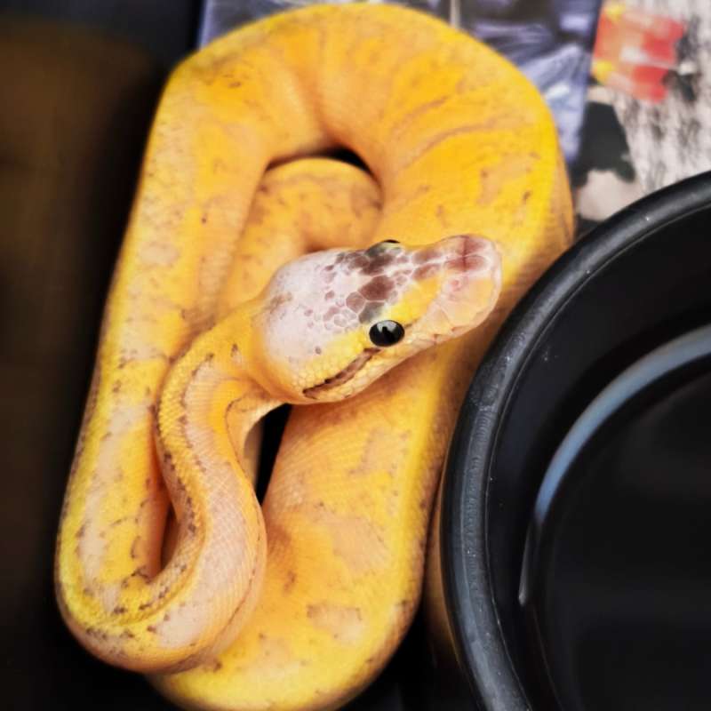 Ball Python Killer Blast (Super Pastel Pinstripes)