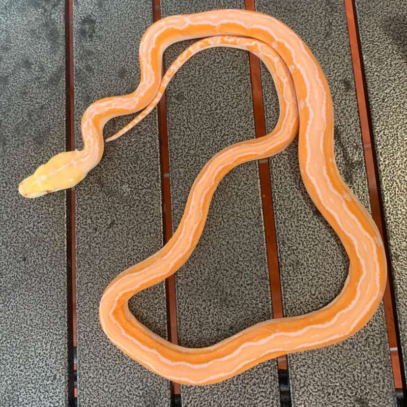Albino motlay tiger purple