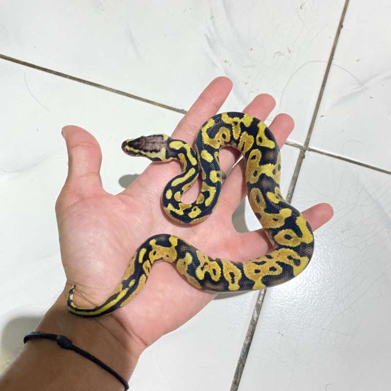 Pastel Het Pied Female