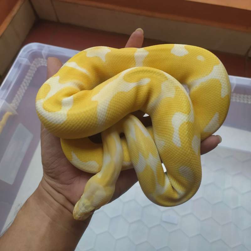 Ball Python Lavender Het Pied PH Clown