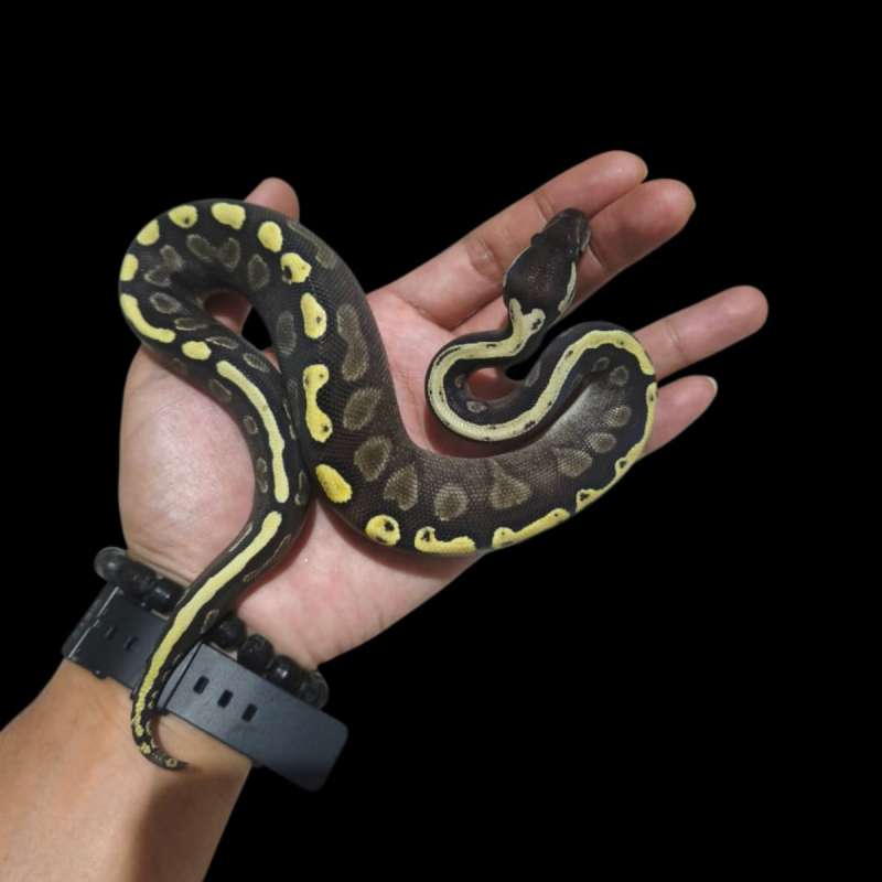 Female GHI Butter Het Clown Pos YB