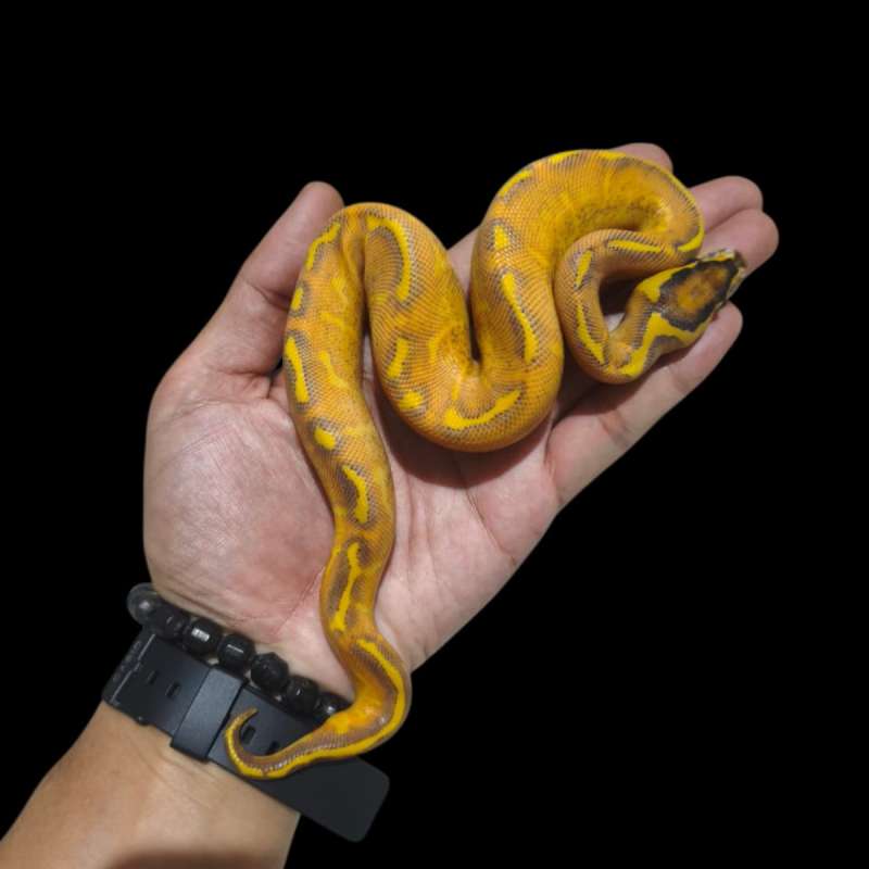 Male Highway Enchi Het CLown