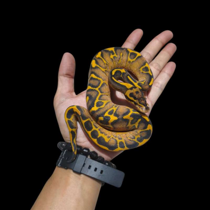 Female Highway Leopard Het Clown