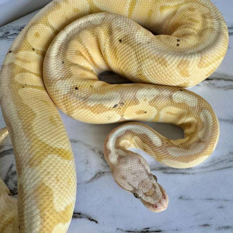 (M) Super Pastel Banana