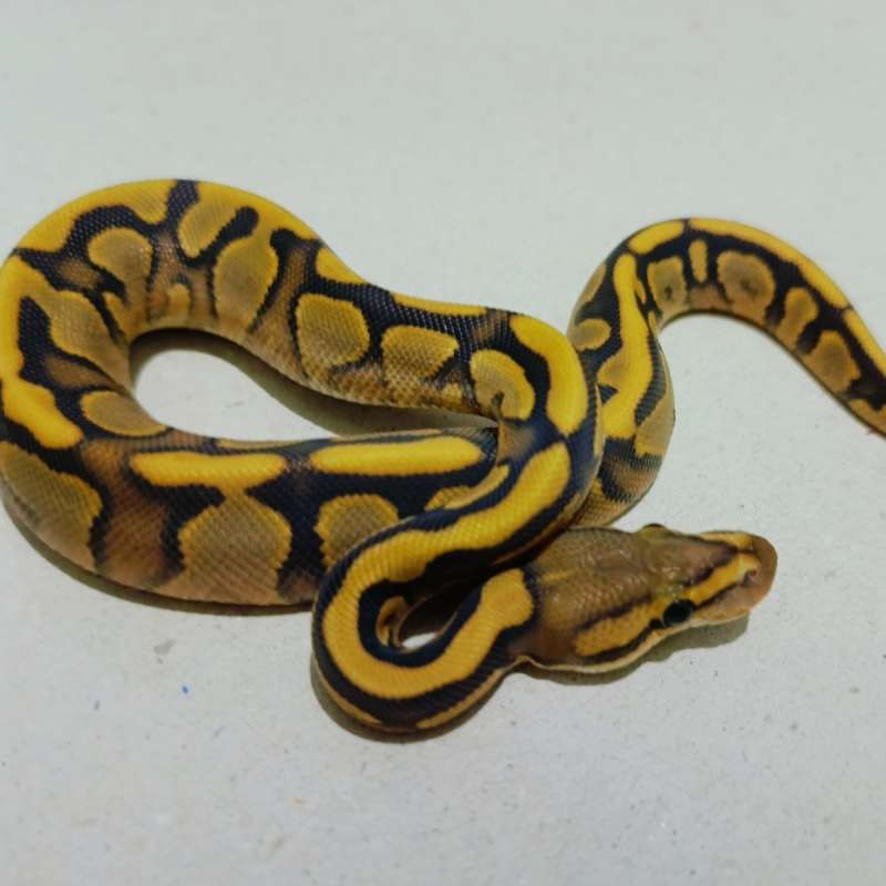 GHI cailco orange dream yellow belly