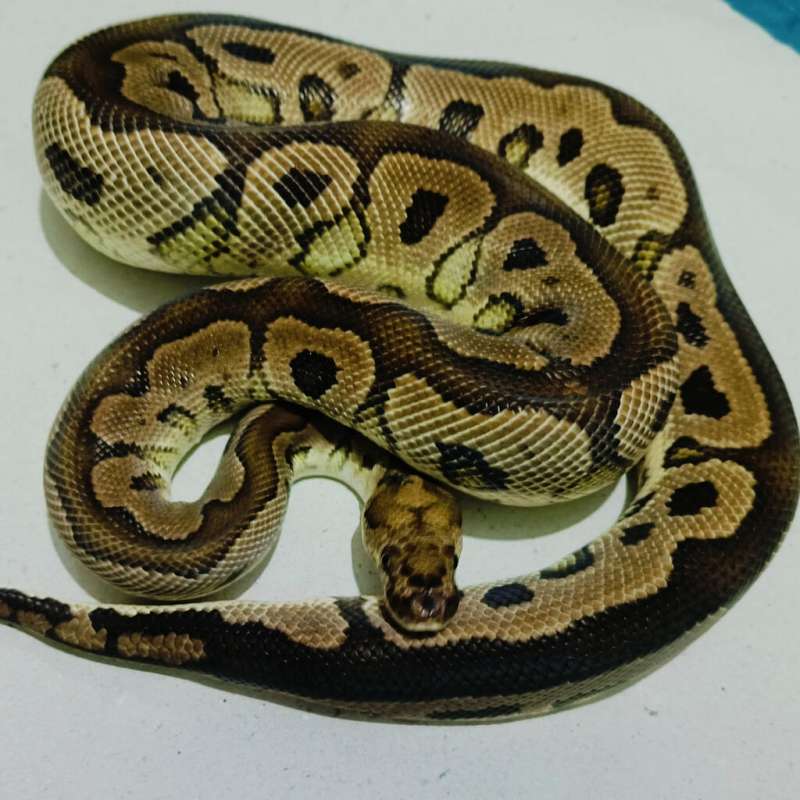 Clown het pied (proven)