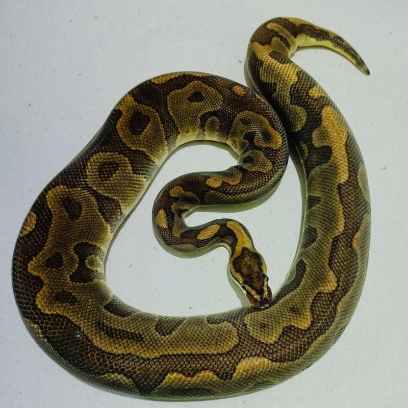 Leopard enchi TH deserd ghost clown hypo (orange ghost) proven