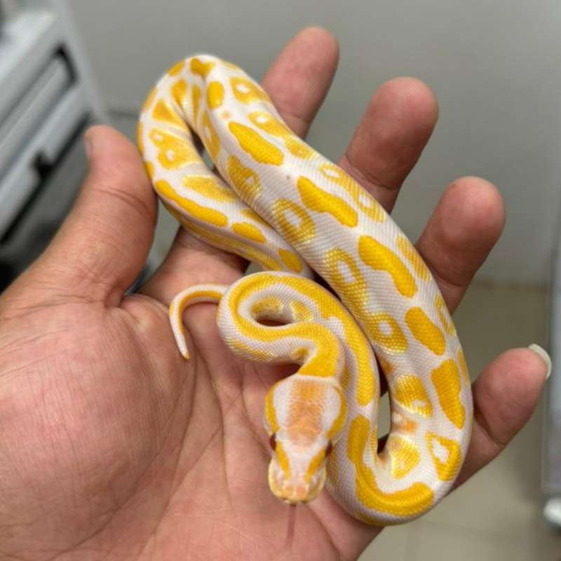 F. BLACKHEAD LAVENDER 100% HET CLOWN